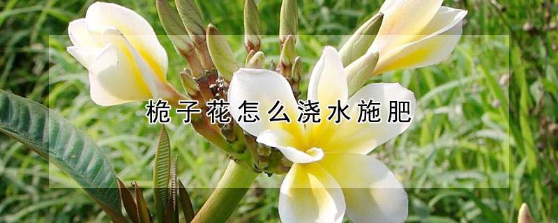 桅子花怎么浇水施肥(桅子花怎么浇水施肥视频)