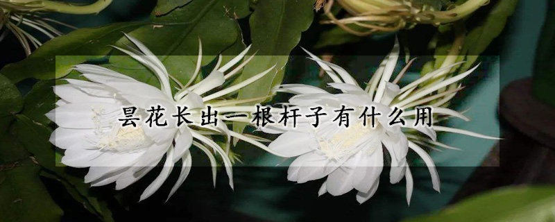 昙花长出一根杆子有什么用(昙花长了一个很长的杆)