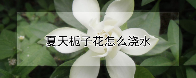 夏天栀子花怎么浇水(栀子花怎么浇水浇什么水最好)