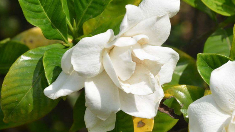 栀子花夏季怎么浇水(栀子花夏季怎么浇水最好)