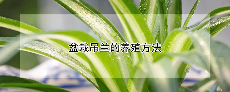 盆栽吊兰的养殖方法(盆栽吊兰的养殖方法视频)