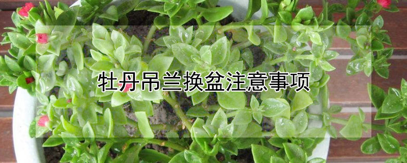 牡丹吊兰换盆注意事项(牡丹吊兰换盆注意事项视频)