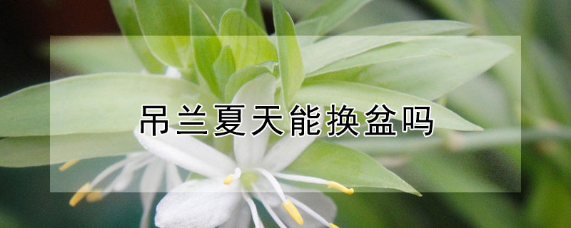 吊兰夏天能换盆吗(吊兰夏天换盆可以吗)