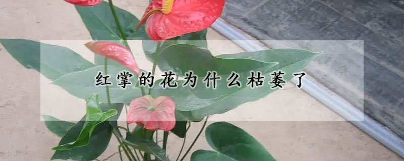 红掌的花为什么枯萎了(红掌的花为什么枯萎了还能活)