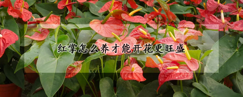 红掌怎么养才能开花更旺盛(红掌怎么养才能开花更旺盛红掌培养料啥最好)