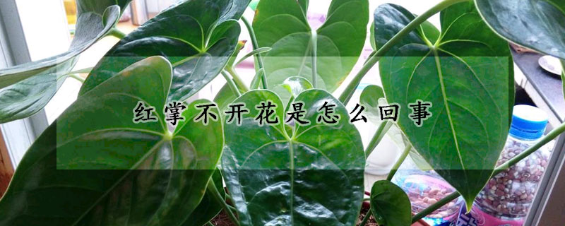 红掌不开花是怎么回事(红掌不爱开花什么原因)