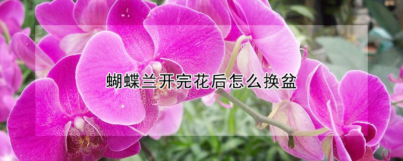 蝴蝶兰开完花后怎么换盆(蝴蝶兰花开败了以后怎么换盆)