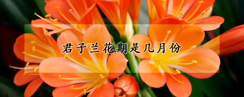 君子兰花期是几月份(君子兰花几月开花季节)