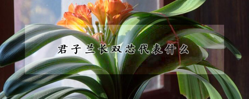 君子兰长双芯代表什么