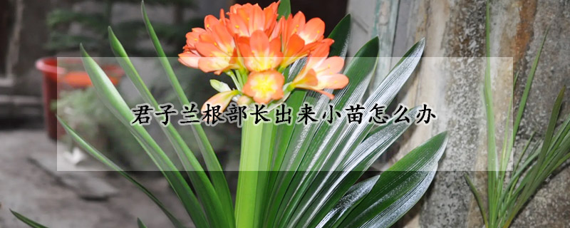 君子兰根部长出来小苗怎么办(君子兰从根部长出小苗后,还能开花吗)