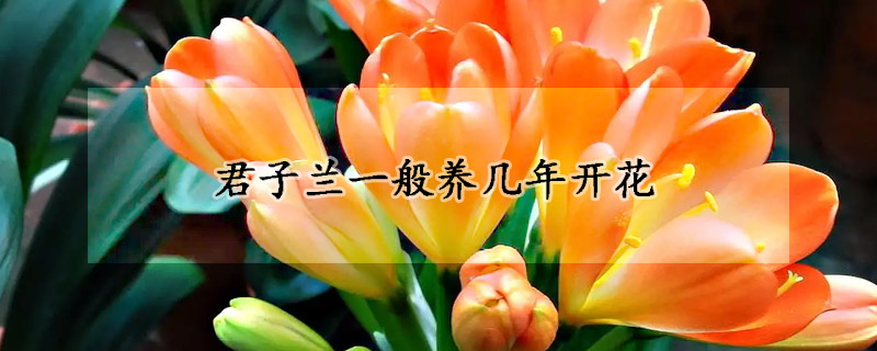 君子兰一般养几年开花(君子兰要养多少年才开花)