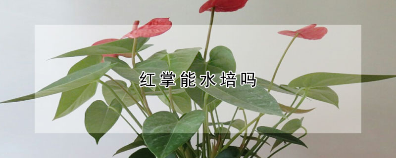 红掌能水培吗(红掌可以水培么)