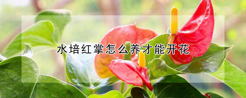 水培红掌怎么养才能开花(水培红掌如何开花)