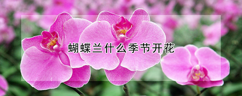 蝴蝶兰什么季节开花(蝴蝶兰什么季节开花?)