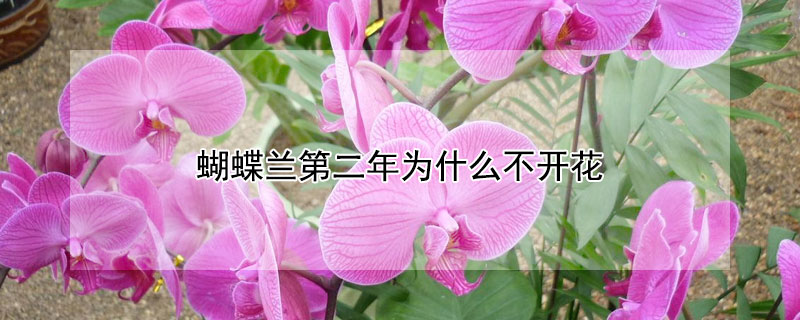 蝴蝶兰第二年为什么不开花(蝴蝶兰来过一年花后面还开花吗)