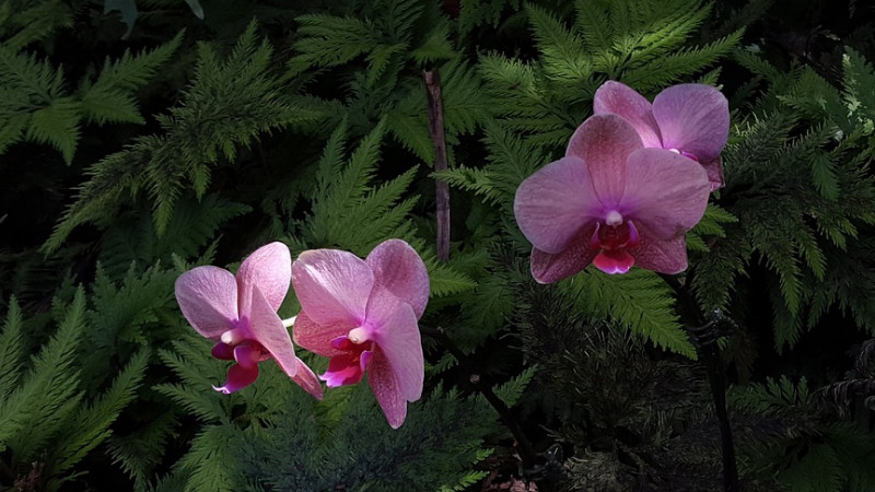 蝴蝶兰春天开花吗(蝴蝶兰是春季开花吗)