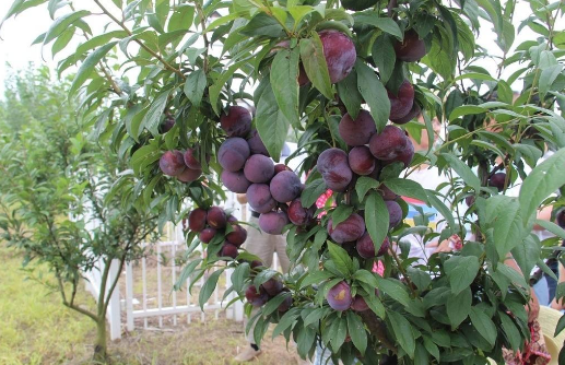 李子的种植技术(李子种植技术的书籍)