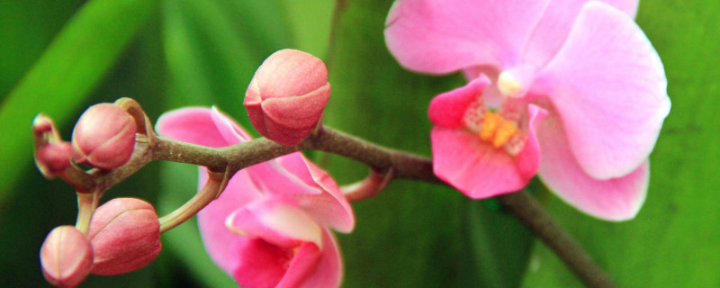 蝴蝶兰开花后怎么剪枝(蝴蝶兰怎么修剪花枝)