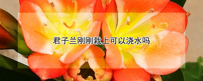 君子兰刚刚栽上可以浇水吗(刚栽上的君子兰能浇水吗)