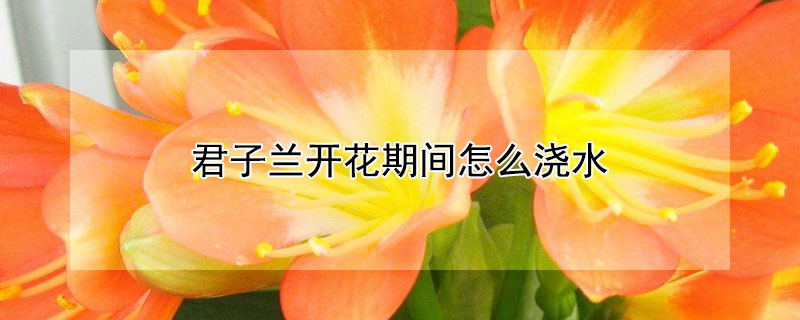 君子兰开花期间怎么浇水(君子兰开花期间怎样浇水)