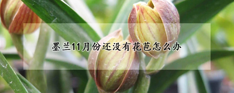 墨兰11月份还没有花苞怎么办(墨兰十一月份出花芽吗)