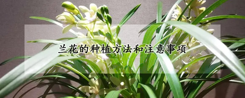 兰花的种植方法和注意事项(兰花种植方法要点)