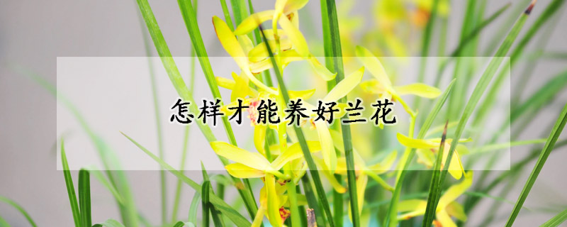 怎样才能养好兰花(怎样才能养好兰花盆景)