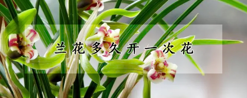 兰花多久开一次花(兰花多久开一次花期)