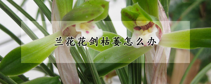 兰花花剑枯萎怎么办(兰花花剑干枯什么原因)