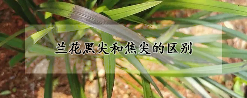 兰花黑尖和焦尖的区别(新种的兰花焦尖什么情况)