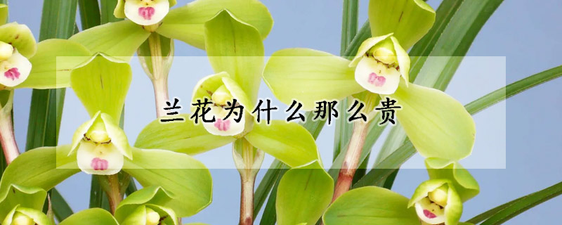 兰花为什么那么贵(兰花为何那么贵)