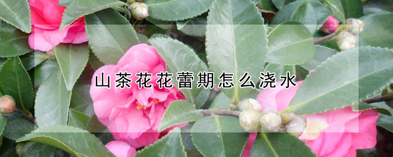 山茶花花蕾期怎么浇水(山茶花出花苞了怎样浇水)