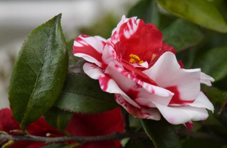 茶花的养殖方法，土壤、温度、浇水以及施肥都要注意(室内养殖茶花浇水的正确方法)