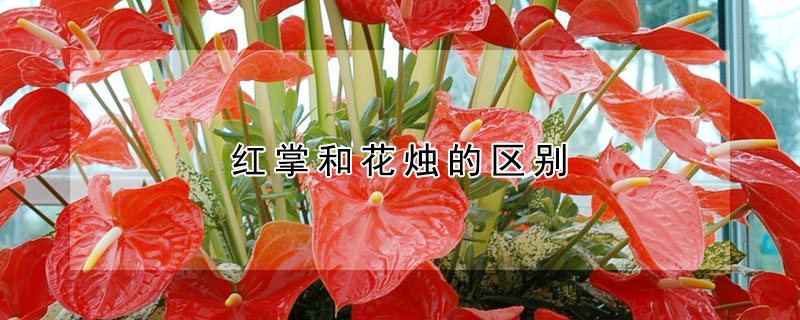 红掌和花烛的区别(红掌和花烛的区别图片)