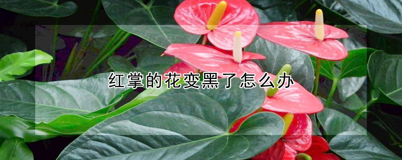 红掌的花变黑了怎么办(红掌的花变黑了要剪掉吗)