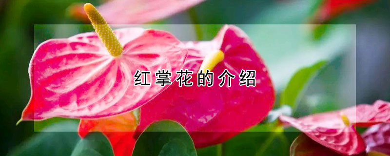 红掌花的介绍(红掌花百度百科)