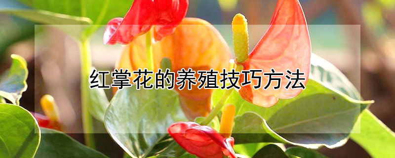 红掌花的养殖技巧方法(红掌花该怎么养)