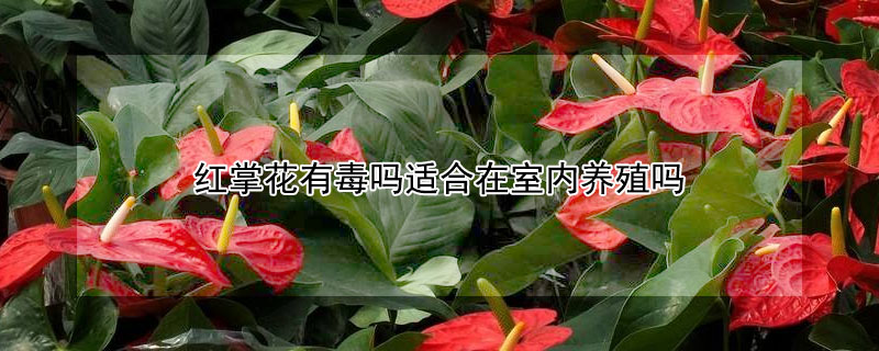 红掌花有毒吗适合在室内养殖吗(红掌花在室内养有毒吗?)