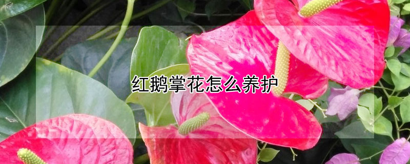 红鹅掌花怎么养护(鹅掌红花的盆栽知识)