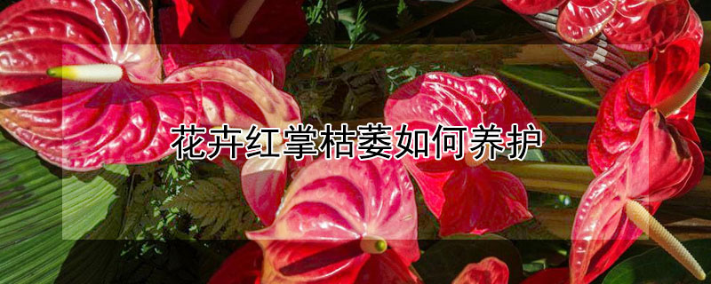 花卉红掌枯萎如何养护(红掌的花会枯萎吗)