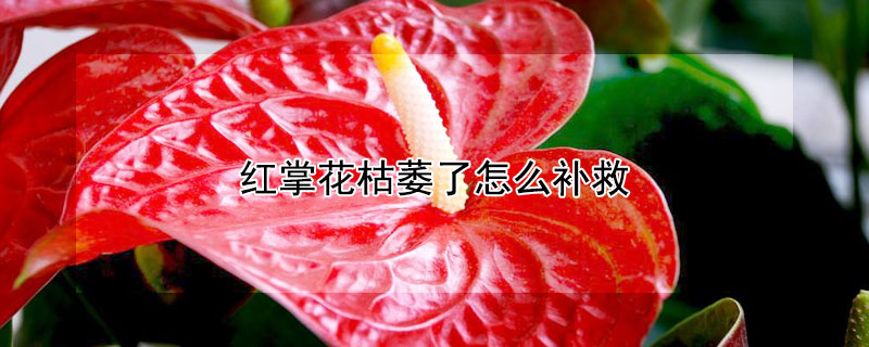 红掌花枯萎了怎么补救(补救枯萎红掌的6个方法)