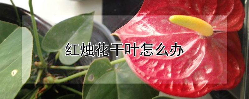 红烛花干叶怎么办(红烛花怎么养)