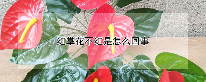 红掌花不红是怎么回事(红掌开花不红是什么原因)