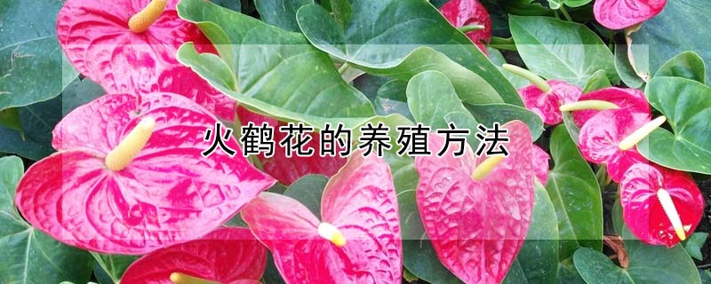 火鹤花的养殖方法(火鹤花的养殖方法视频)