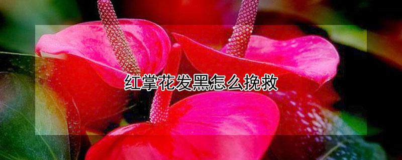 红掌花发黑怎么挽救(红掌的红花为啥发黑)