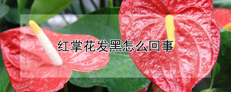 红掌花发黑怎么回事(红掌花变黑是怎么回事)