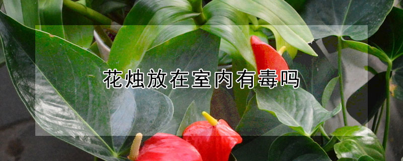 花烛放在室内有毒吗(花烛可以放在室内吗?)