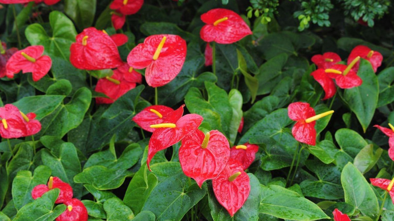 花烛怎么养(办公室花烛怎么养)