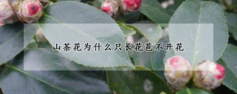 山茶花为什么只长花苞不开花(山茶花有花苞不开花叶子枯萎)