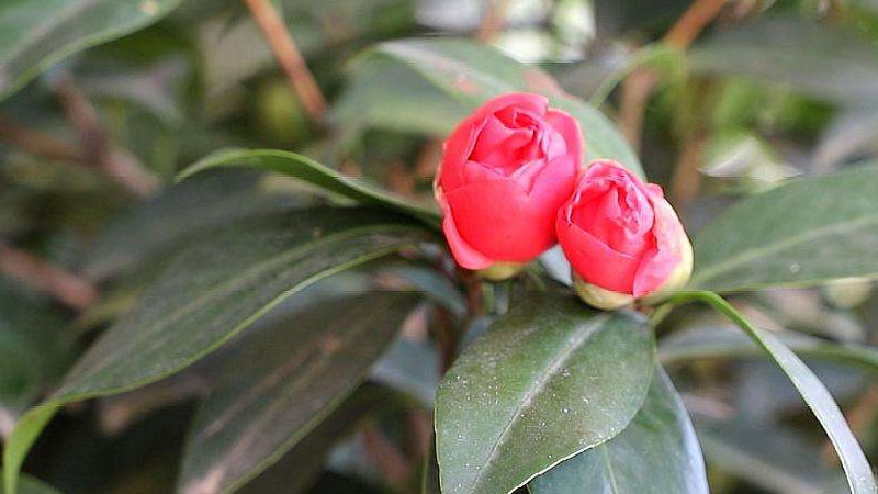 茶花有花苞不开花怎么回事(茶花有花苞不开花怎么回事呢)